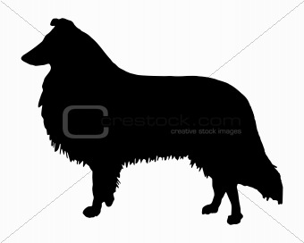 The black silhouette of a longhaired Collie