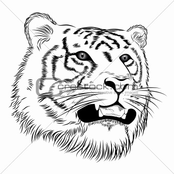 Vector tiger, tattoo