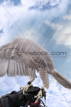 falcon lands on a gloved hand 
