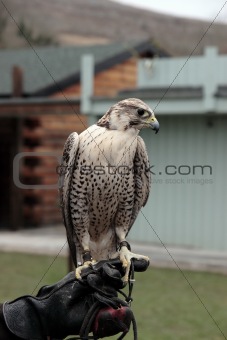 falcon perched on gloved hand