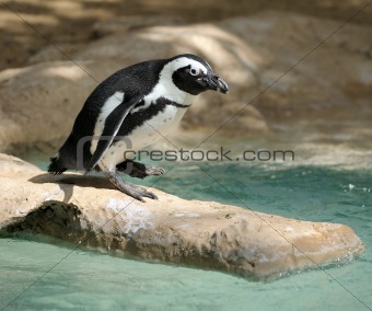 Penguin