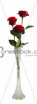 Three red roses, isolated