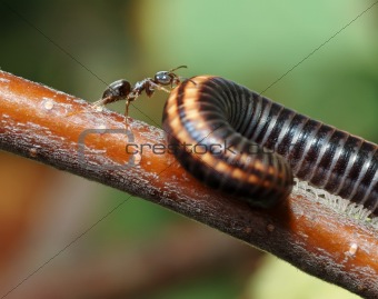 Ant and Millipede