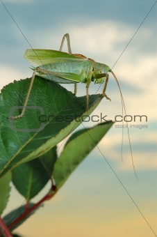Grasshopper (Tettigonia cantans) at sunset.