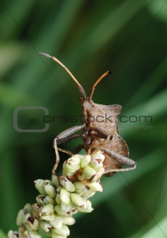 Dock bug (Coreus marginatus) on a flower