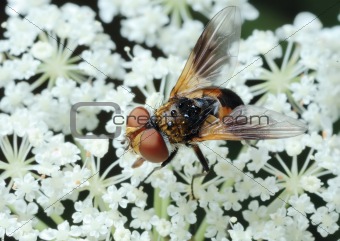 Fly Tachina on a flower