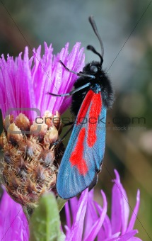 The butterfly Zygaena filipendulae