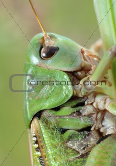 Grasshopper (Tettigonia cantans) close-up.
