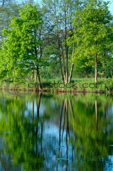 Reflection of trees in the water