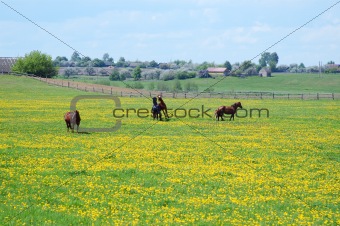 Horses on flowering spring pasture 