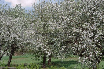 Several  blossoming apple trees