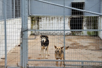 caged dogs