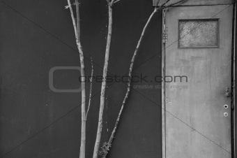 door branches