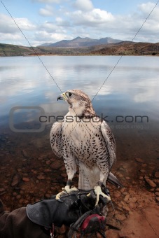 falcon perched on gloved hand with lake scene