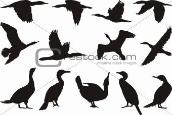 Collection cormorant