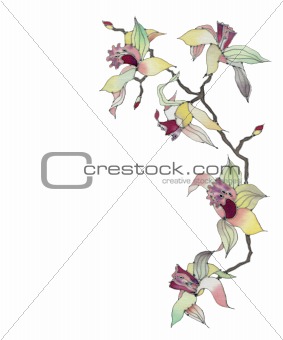 orchid branch isolated on white background