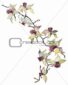 orchid branch isolated
