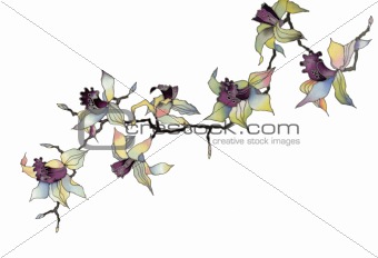 orchid branch isolated on white background