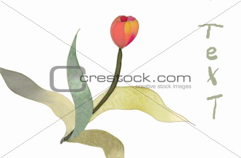 red tulip isolated card 3