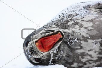 Screaming Seal