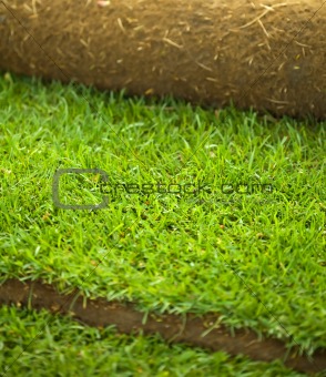 Turf grass roll closeup