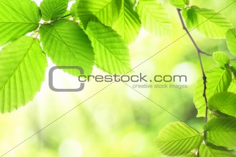 green summer leaves