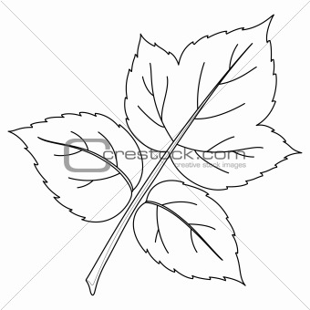 Leaf of raspberry, contours