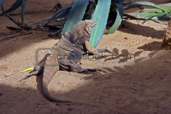 grand cayman ground iguana