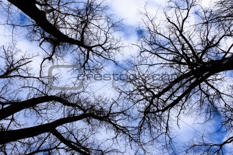 Winter sky in the old forest