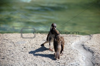 2 birds kissing