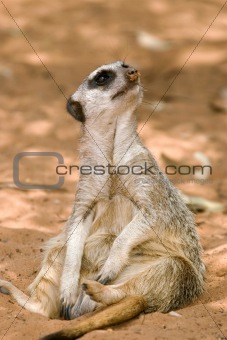 meerkat sitting