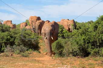 African Elephants heading my way