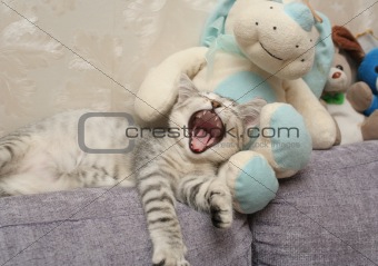The grey kitten yawns laying among soft toys