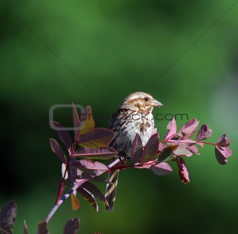 Chipping Sparrow ( Spizella Passerina)