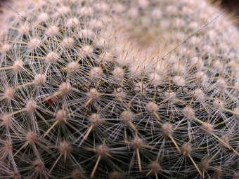 Close up shot of round cactus covered with sharp spines