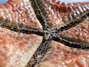 Close up shot of starfish wet underside