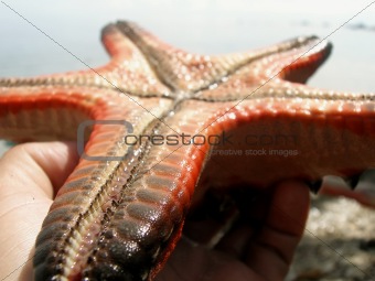 Close up of starfish's feet and underbelly