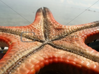 Close up shot of starfish's underbelly