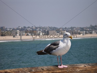 Lone seagull against background of beach and buildings