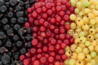 Black, Red and White Currants