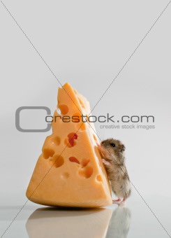 little hamster with cheese