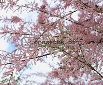 Pink tree blossom