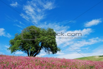 Oak tree in flowered field