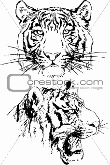 tiger sketches