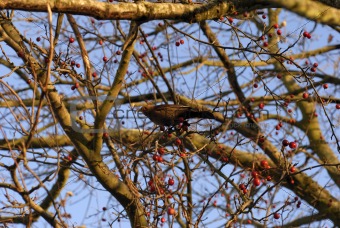 Blackbird in rowan berry tree