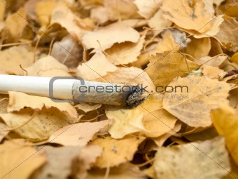 Cigarette on foliage