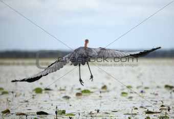 Goliath Heron - Lake Opeta - Uganda, Africa