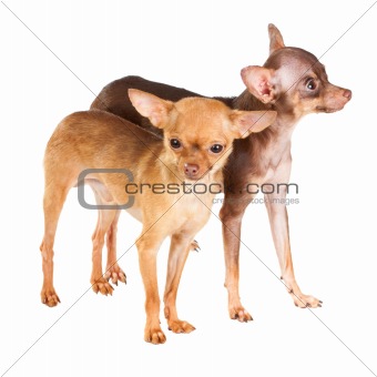 Two Russian toy terrier