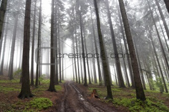 misty coniferous forest