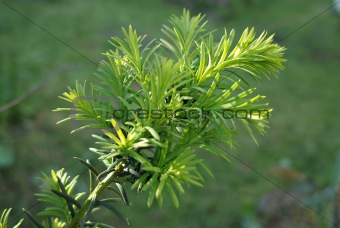 Yew tree (Taxus cuspidata).